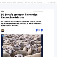 Zürich: 50 Schafe bremsen fliehendes Einbrecher-Trio aus